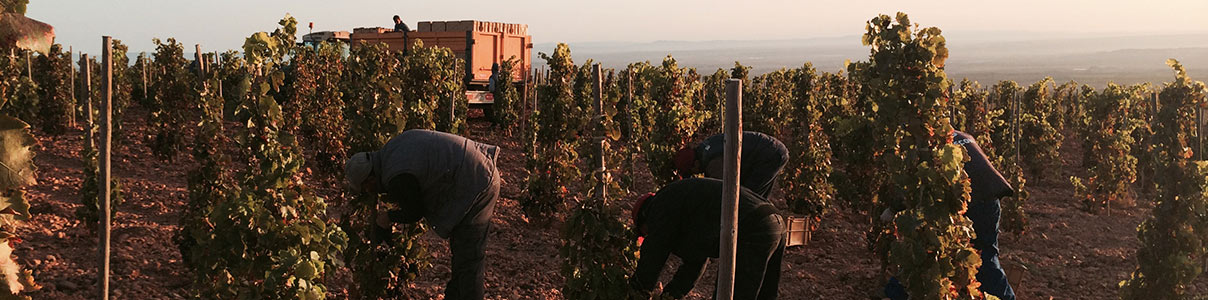 Productor: Bodegas Palacios Remondo