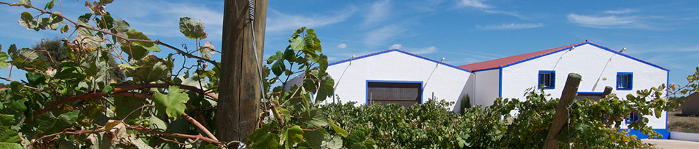Productor: Finca Sandoval