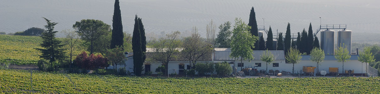 Productor: Bodegas Pérez Barquero
