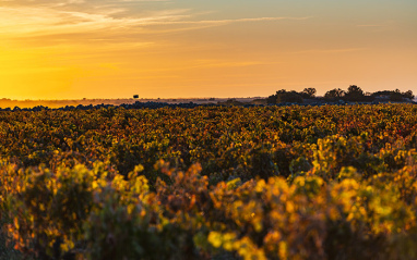 Valtravieso Bodegas y Viñedos